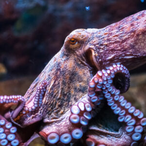 Pick Animals & Find Out Your True Season Quiz Octopus