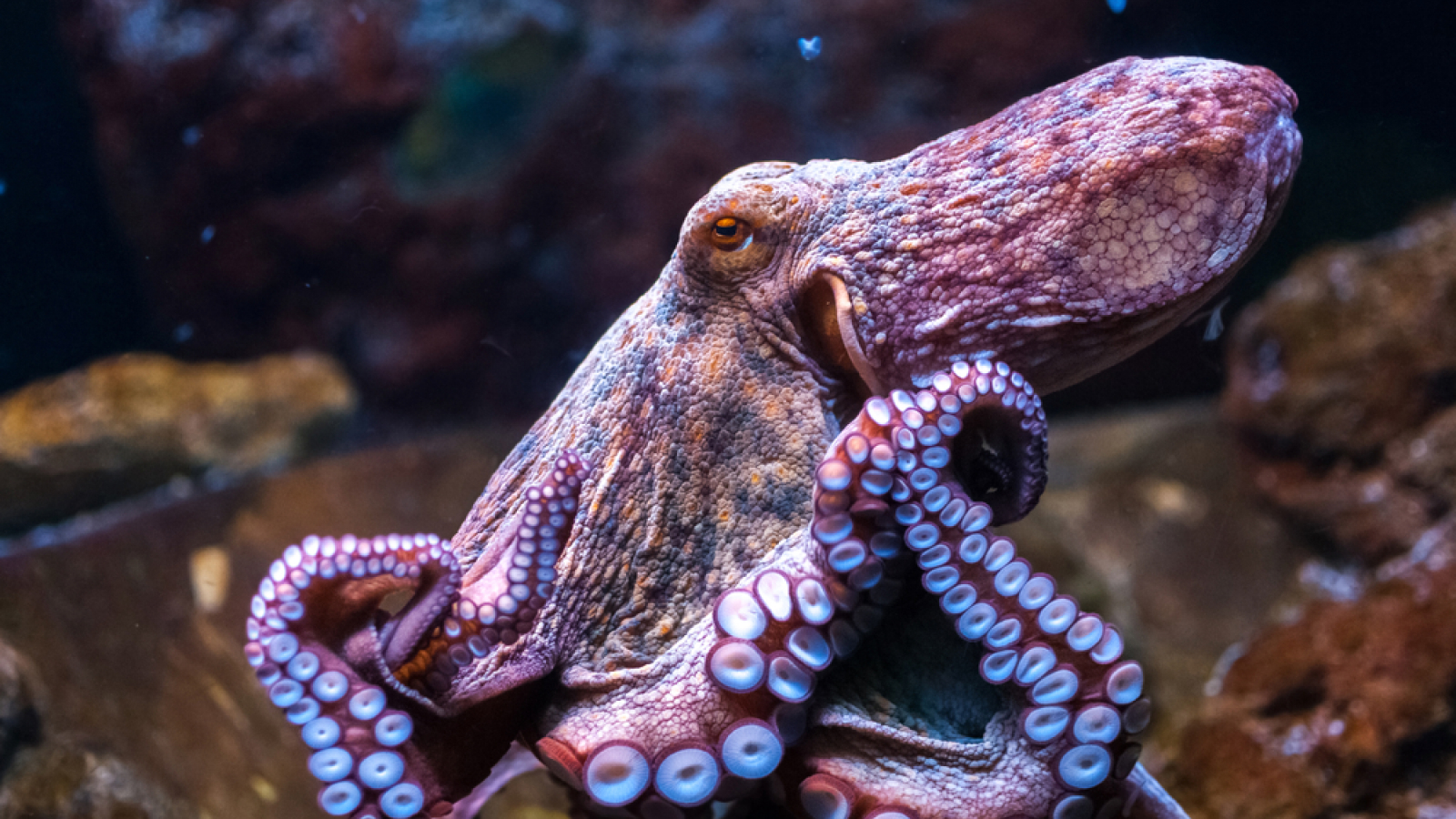 Marine Biology Trivia Quiz Octopus