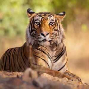 Animal Classification Quiz Mammal