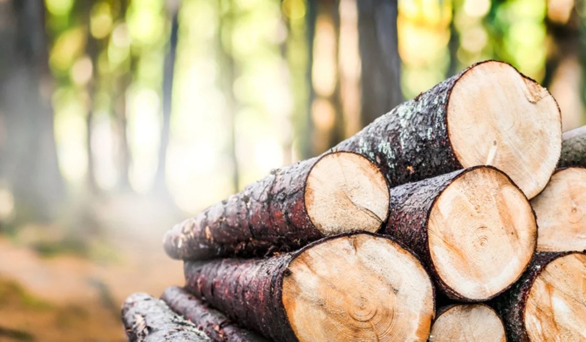 Brown Trivia Quiz Timber wood logging