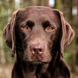 Brown Trivia Quiz A breed of dog