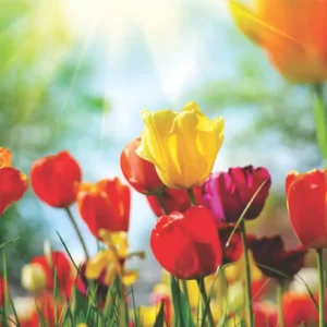 Spring Idioms Quiz Planting flowers