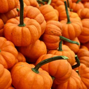 November Trivia Quiz Squash