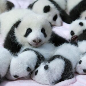 Foods Named After Animals Quiz Cubs