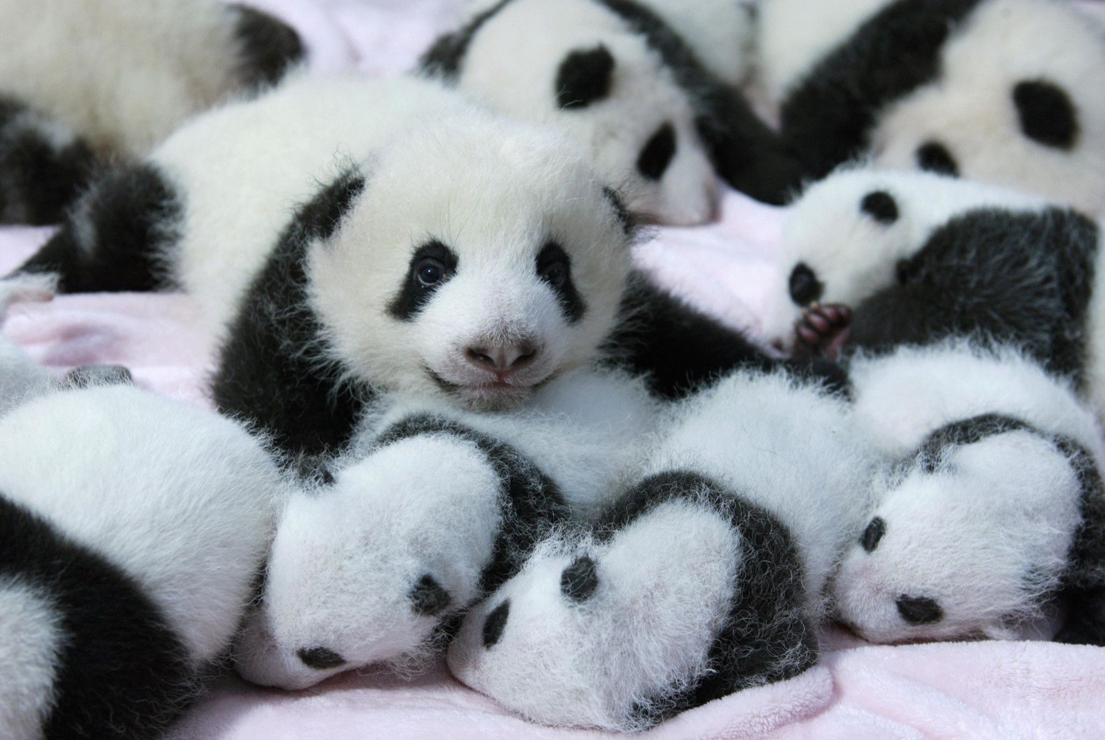 Giant panda cubs