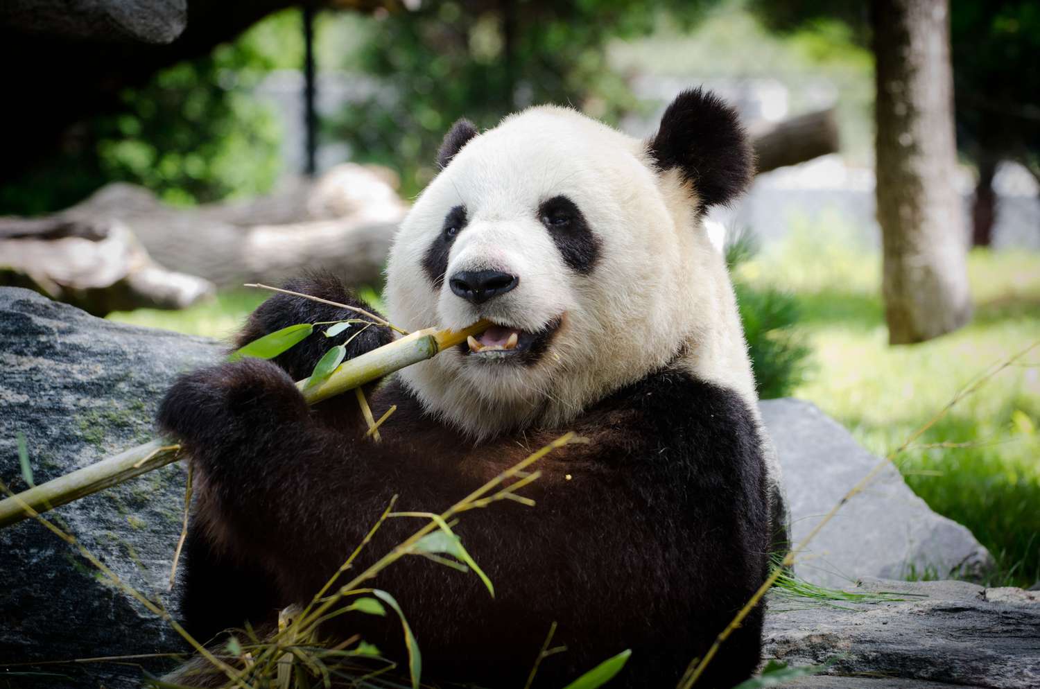 Panda Trivia Quiz Giant panda