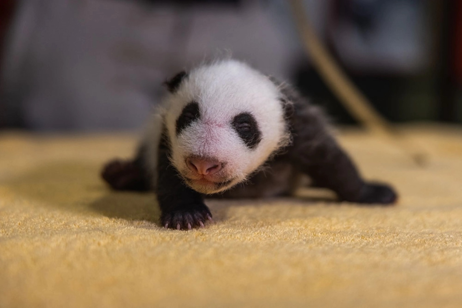 Giant panda cub baby
