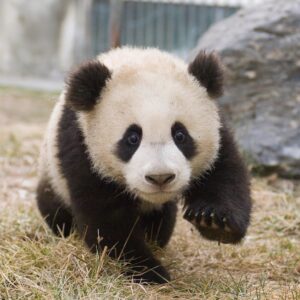 2024 Year In Review Quiz Giant panda
