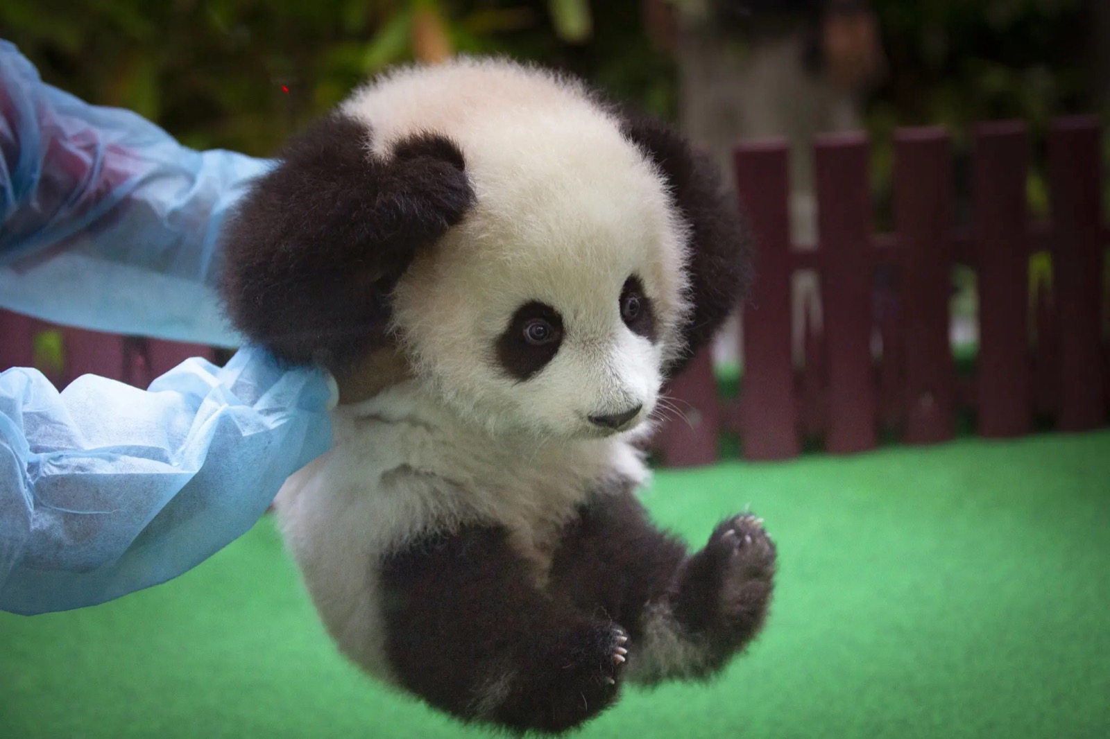 Panda Trivia Quiz Giant panda cub