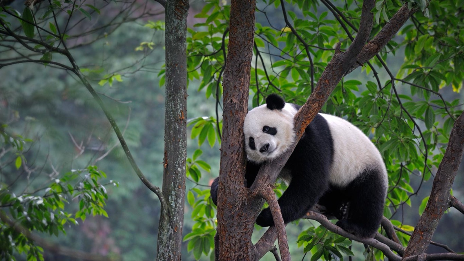Giant panda on tree