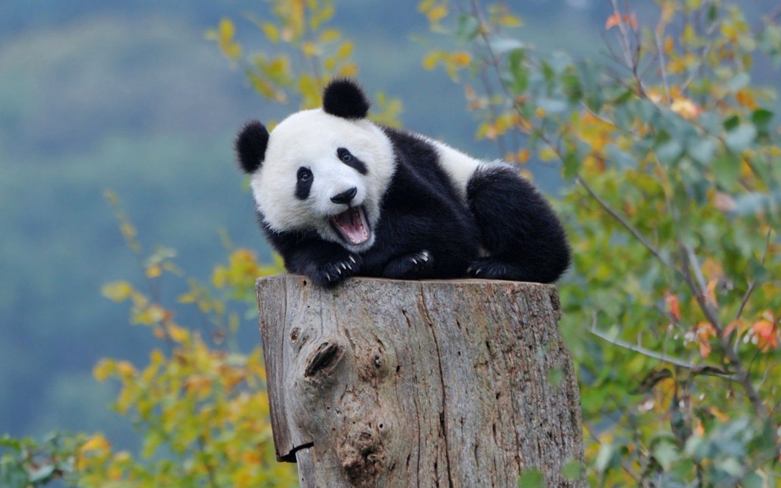 Panda Trivia Quiz Giant panda
