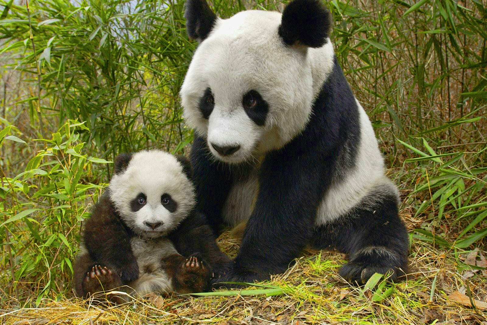 Panda With Cub On Field