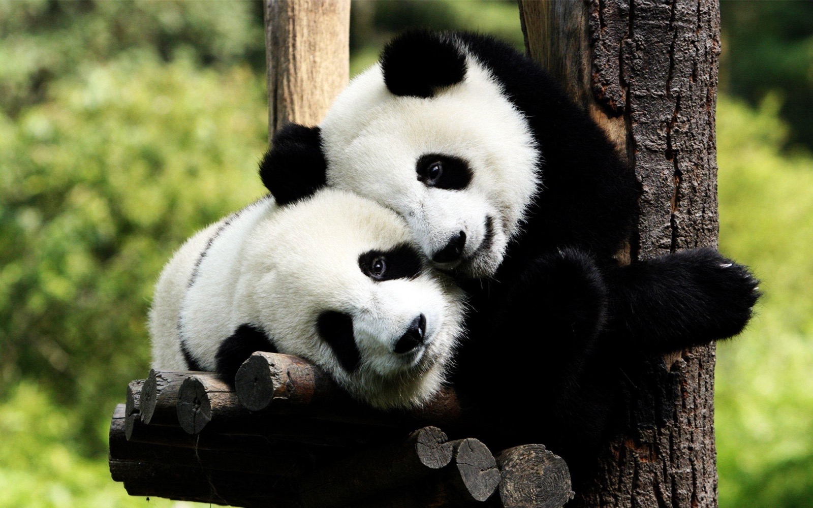 Panda Trivia Quiz Giant pandas