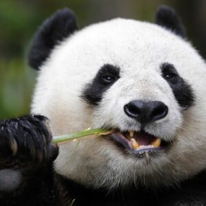 Panda Trivia Quiz Taste