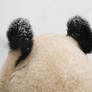 Panda Trivia Quiz Hearing