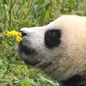 Panda Trivia Quiz Smell