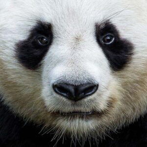 Panda Trivia Quiz Sight