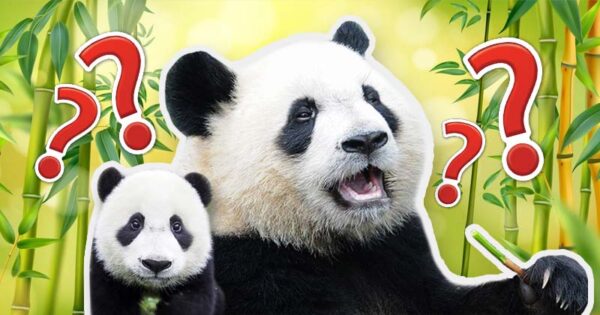 Panda Trivia Questions And Answers Quiz