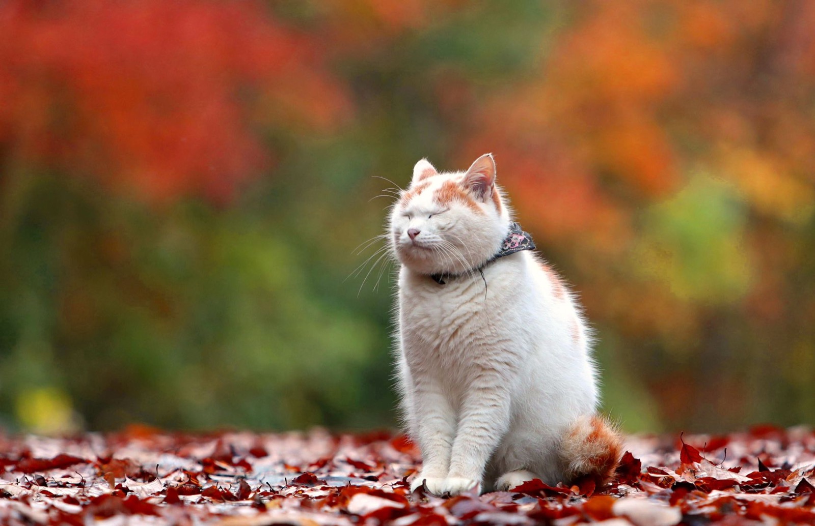 Cat in autumn season