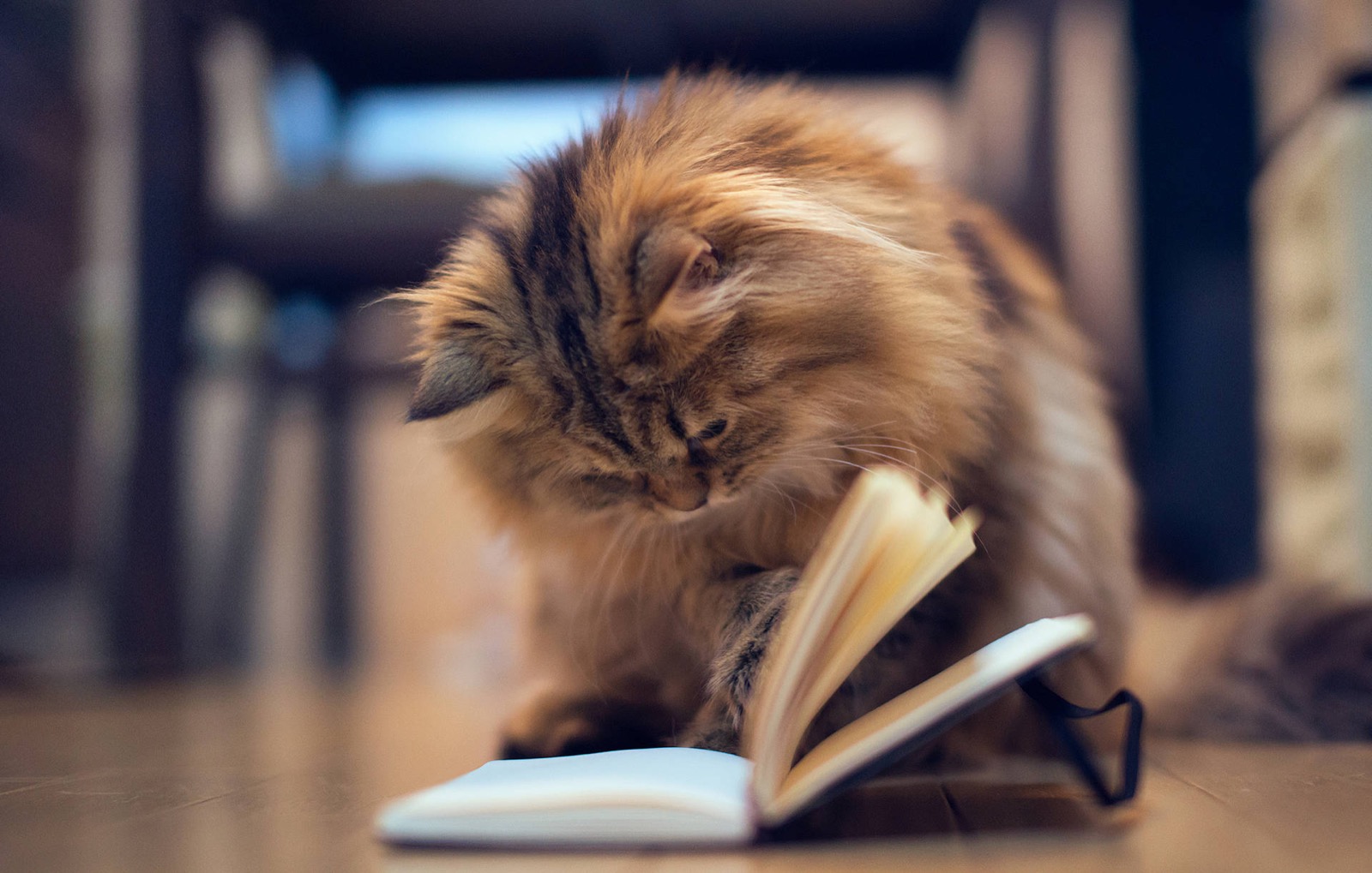 Cat Cafe Trivia Quiz Cat reading book
