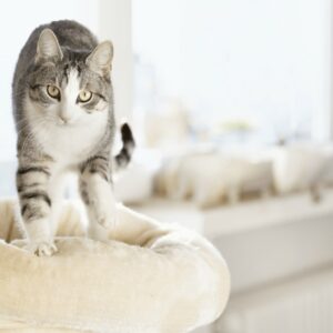 🐱 Is Your Cat Secretly Plotting Against You? Quiz Sometimes