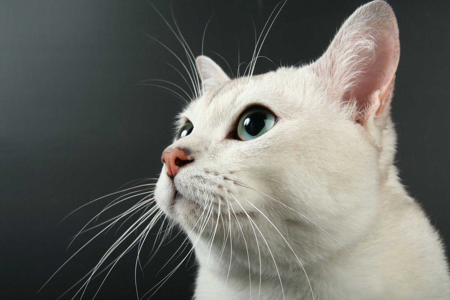 Cat Cafe Trivia Quiz Cat whiskers