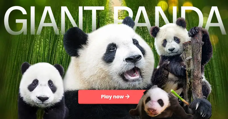 Ultimate Giant Panda Quiz 22 Trivia Questions Answers Ultimate Giant Panda Quiz 22 Trivia Questions Answers