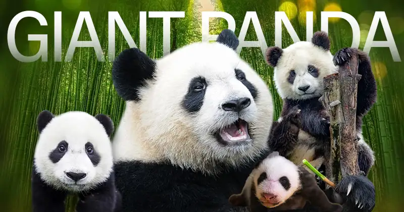 Panda Trivia Quiz