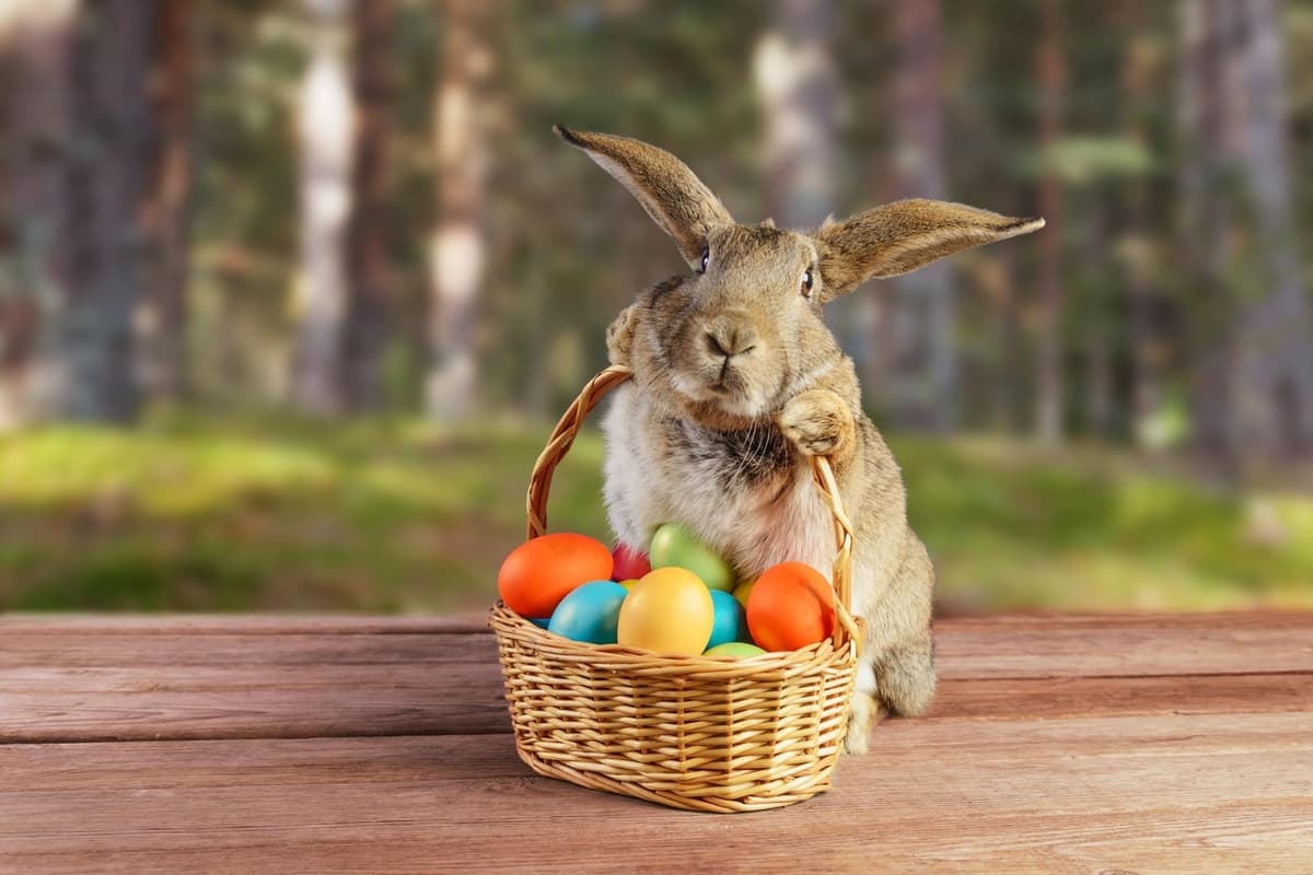 What Is Your Spring Color Palette? Quiz Easter bunny