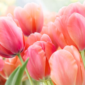This Calming Quiz Will Tell You What You Need To Hear RN Pink tulips