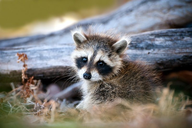 Day Or Night Trivia Quiz Baby Raccoon