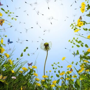 Which Spring Holiday Are You? Quiz Dandelions