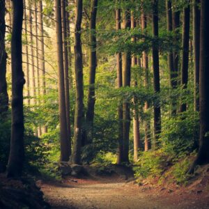 What Art Movement Are You? Quiz Forest