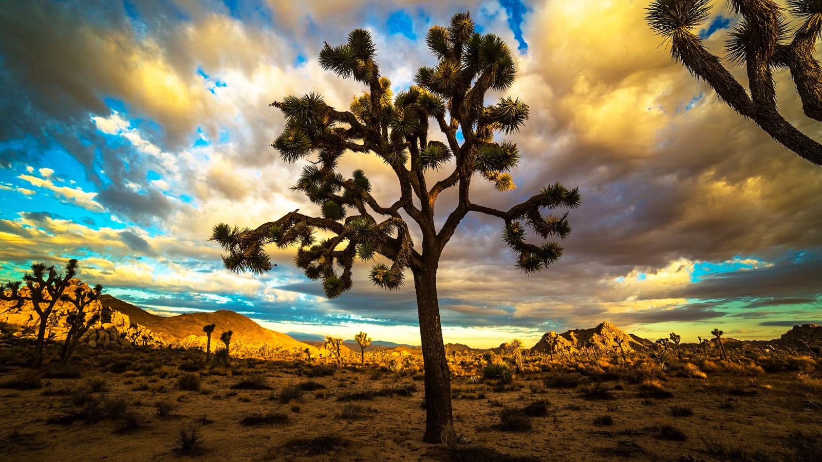 Desert Trivia Quiz Joshua Tree National Park, Mojave Desert, California