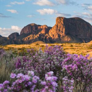 Desert Trivia Quiz Chihuahuan Desert
