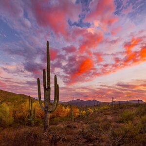 Desert Trivia Quiz Sonoran Desert