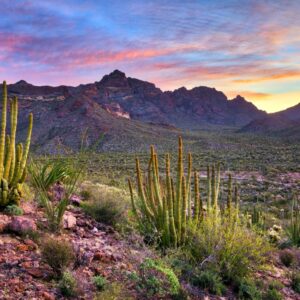 Desert Trivia Quiz Sonoran Desert