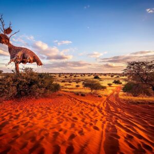 Desert Trivia Quiz Kalahari Desert