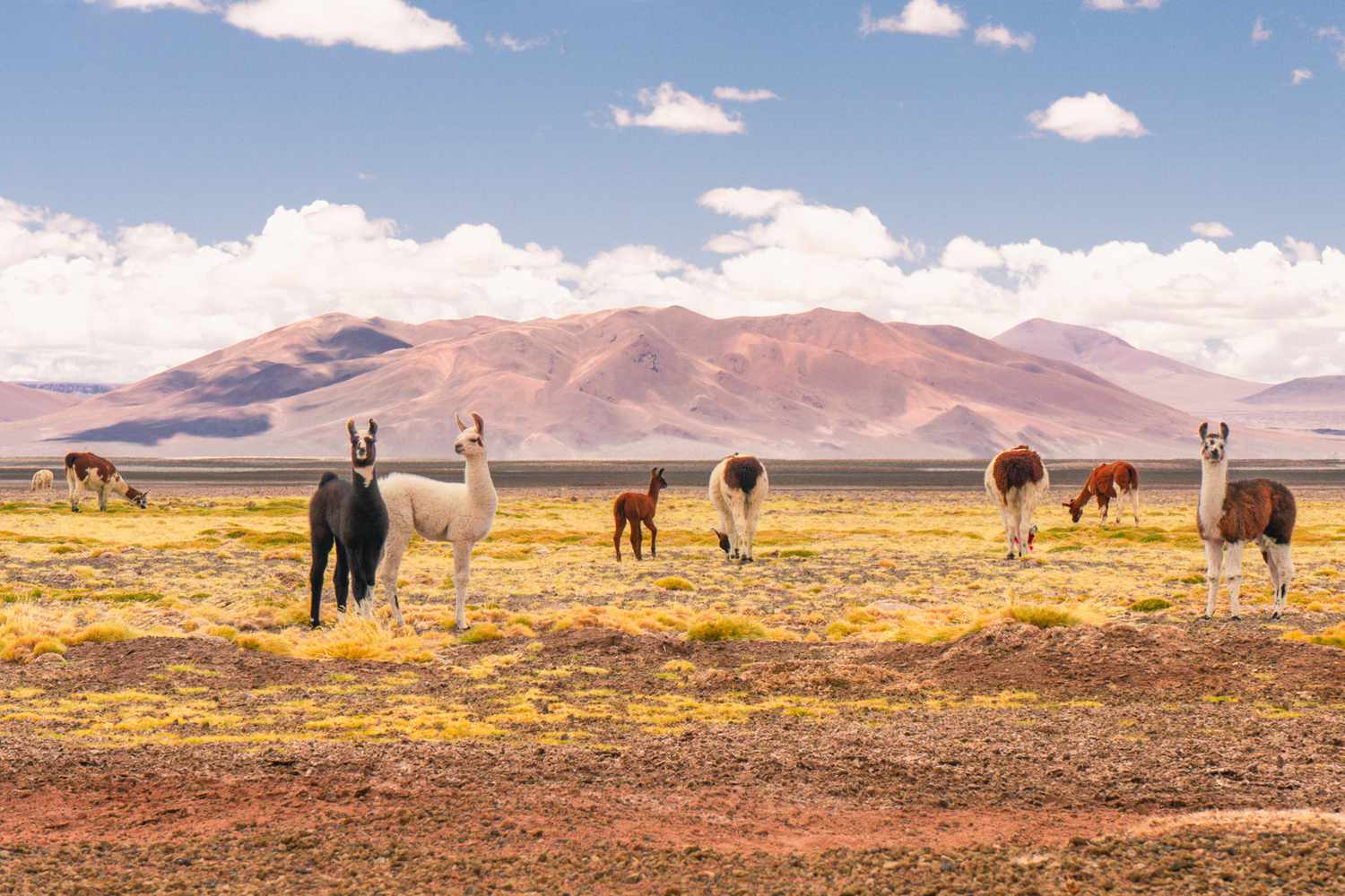 Desert Trivia Quiz Atacama Desert