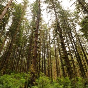 Rain Trivia Quiz Tongass National Forest
