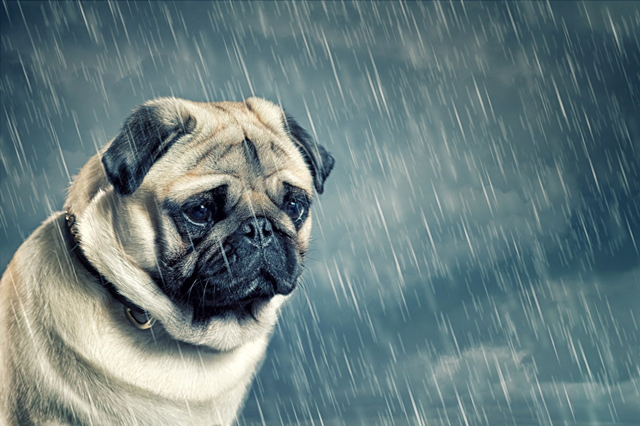 Sad dog rainy weather