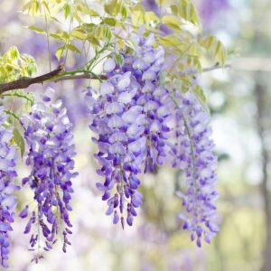 Flowers Soulmate Quiz Wisteria
