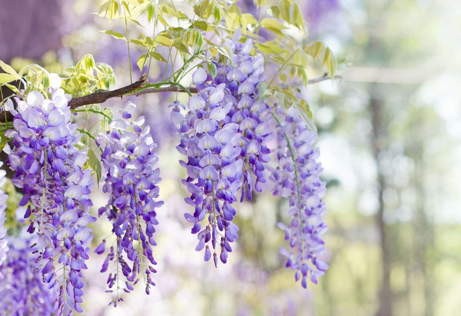 You got: Wise Wisteria! What Spring Flower Are You? 🌷 Eat a Spring-Colored Buffet to Find Out