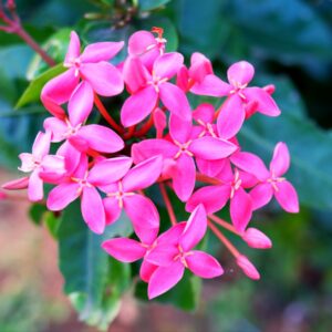 I Trivia Quiz Ixora