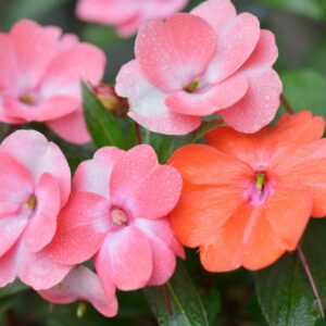 I Trivia Quiz Impatiens
