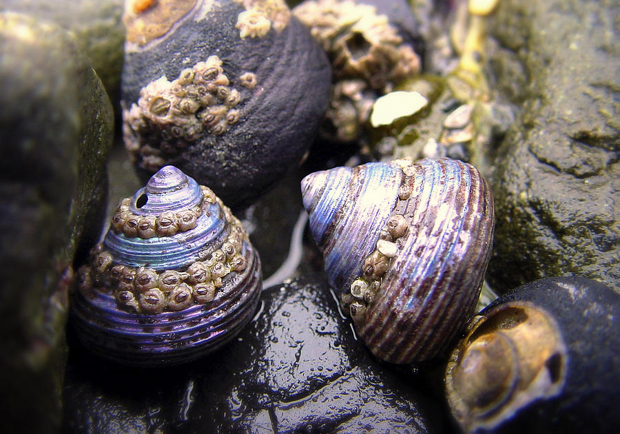 Beach Vacation Trivia Quiz Iridescent seashells