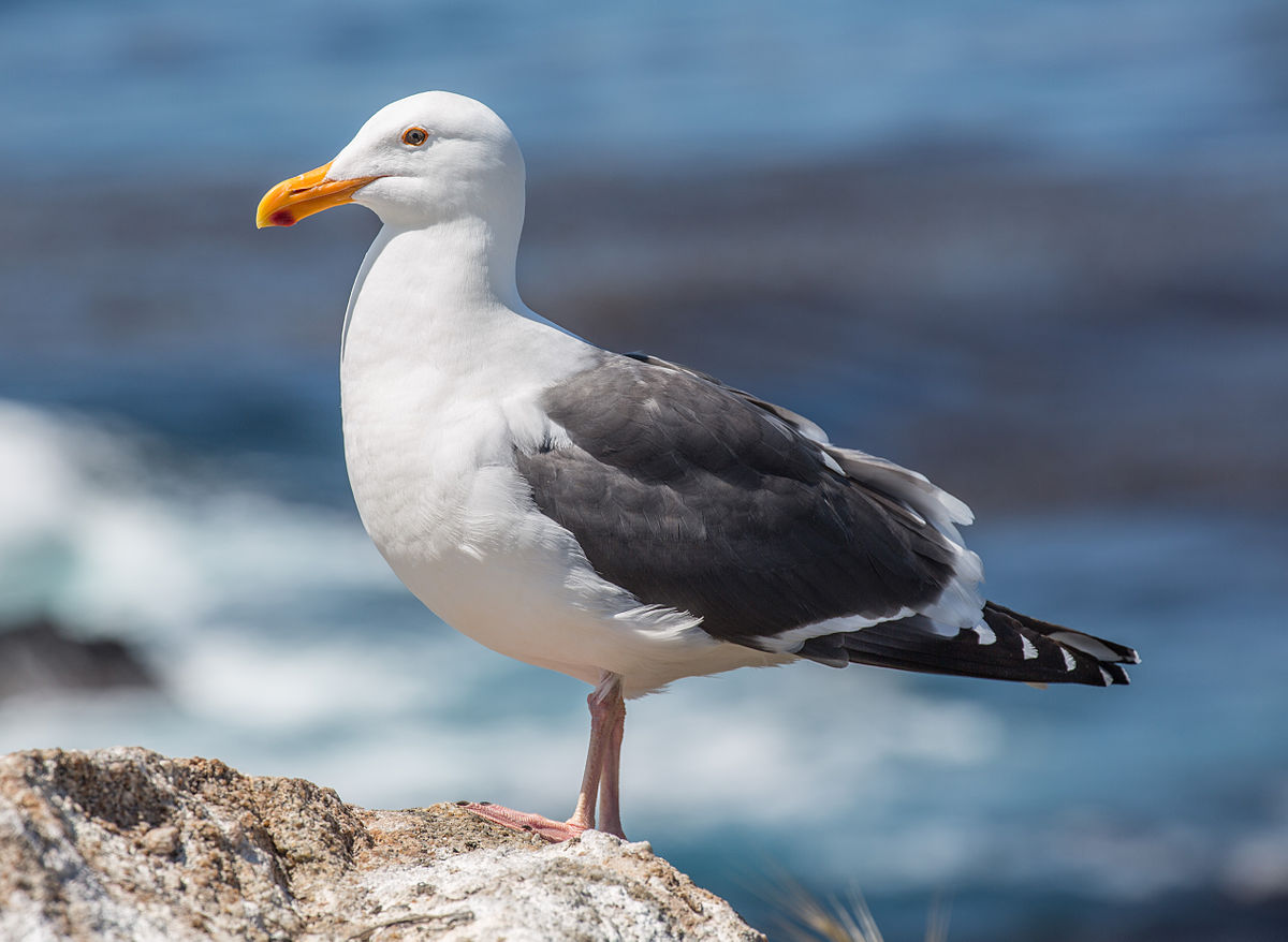 Beach Vacation Trivia Quiz Seagull