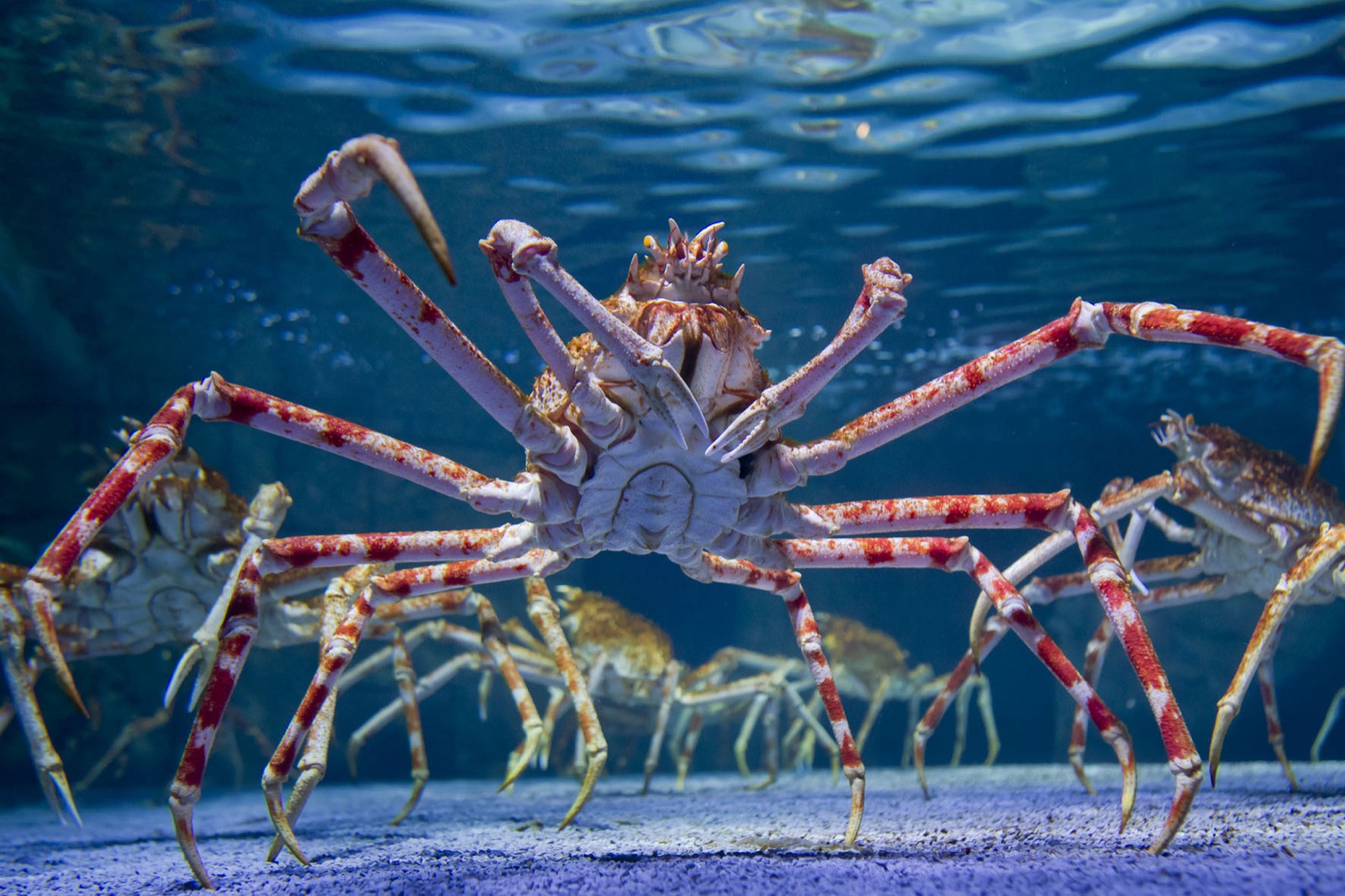 Beach Vacation Trivia Quiz Japanese spider crab