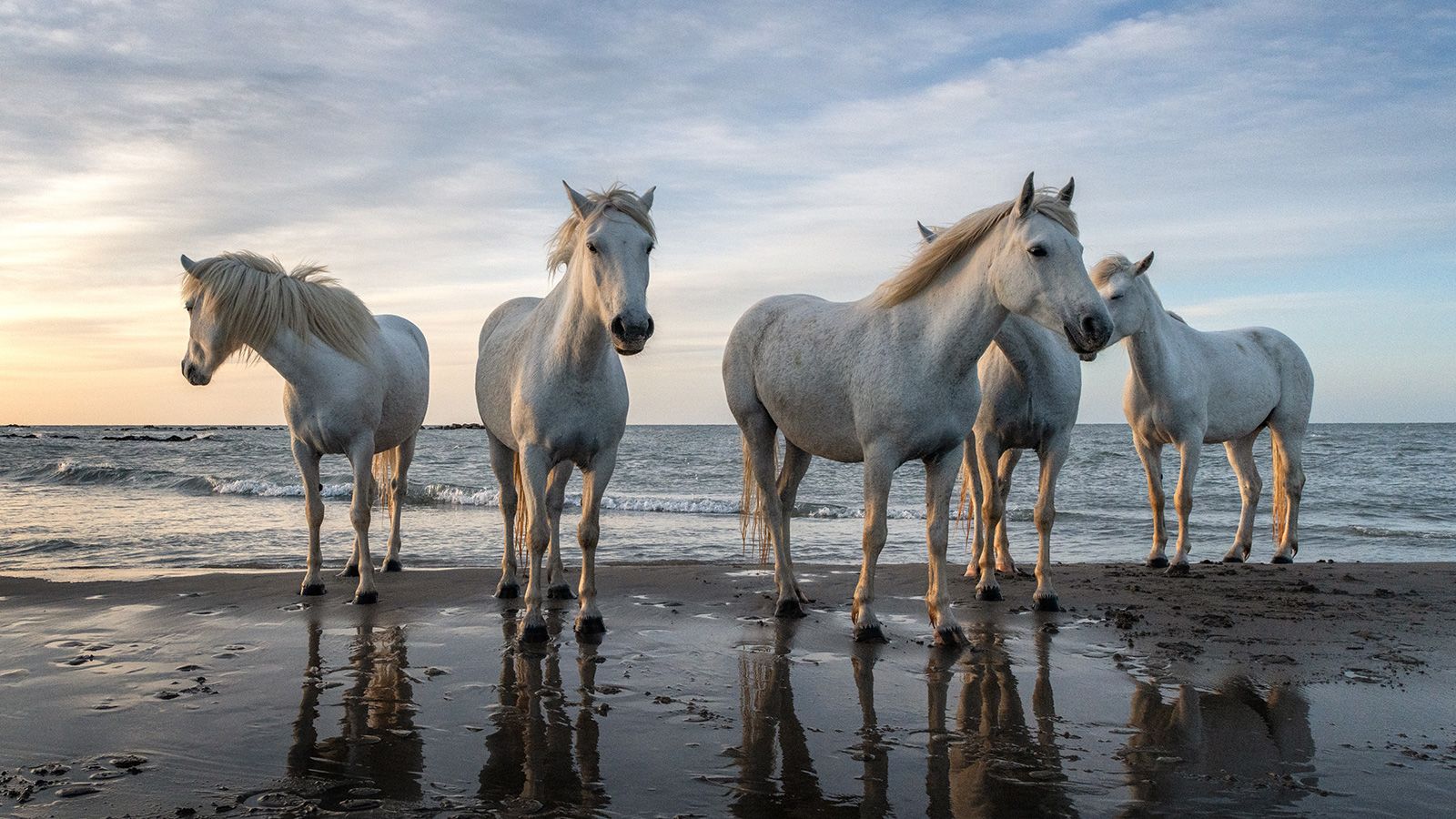 Year Of The Horse Quiz Horses