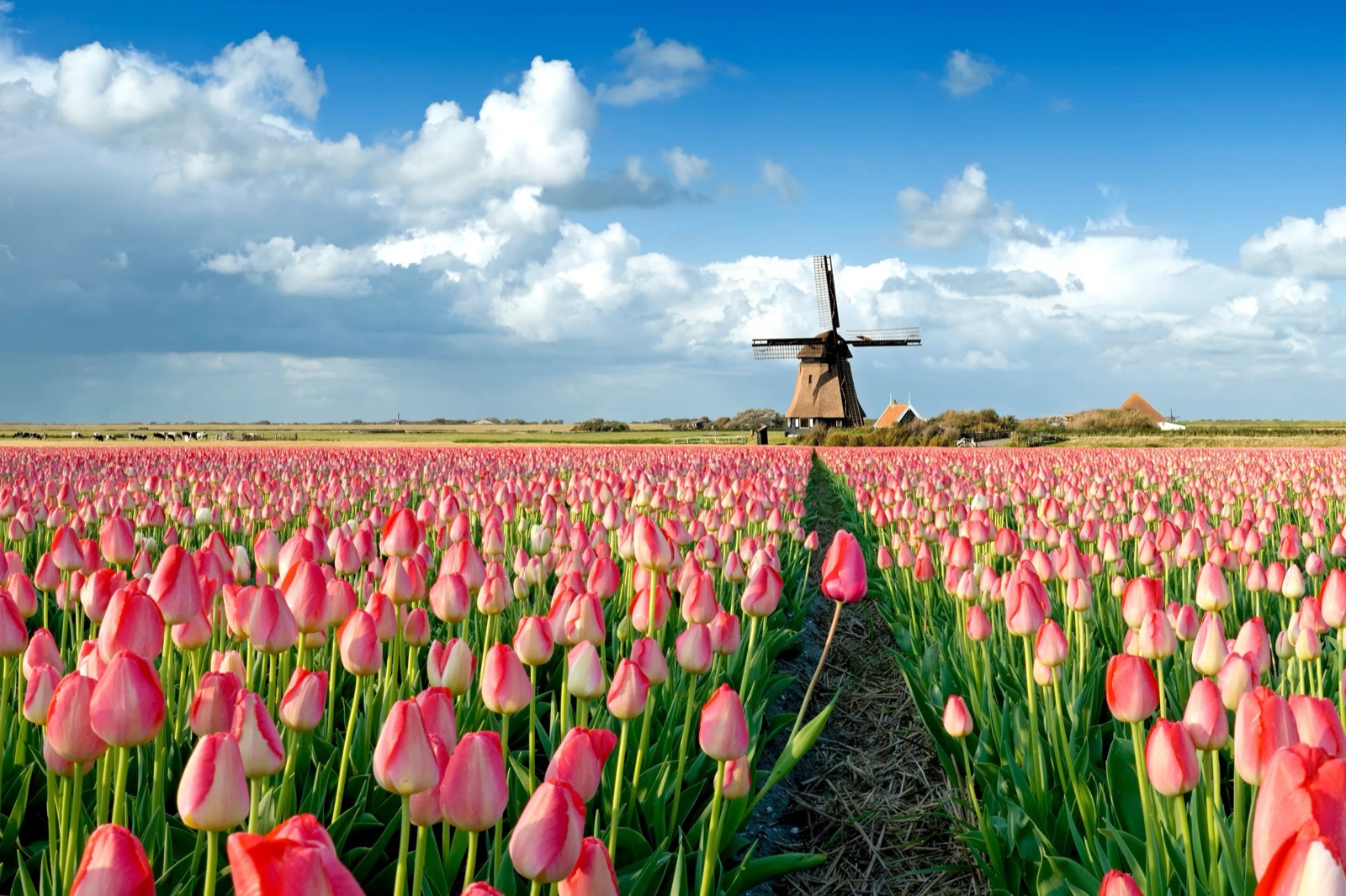 Spring Geography Quiz Tulips spring flowers, Hillegom, Netherlands
